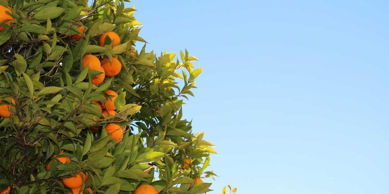 Complete Guide to APP Exam Preparation